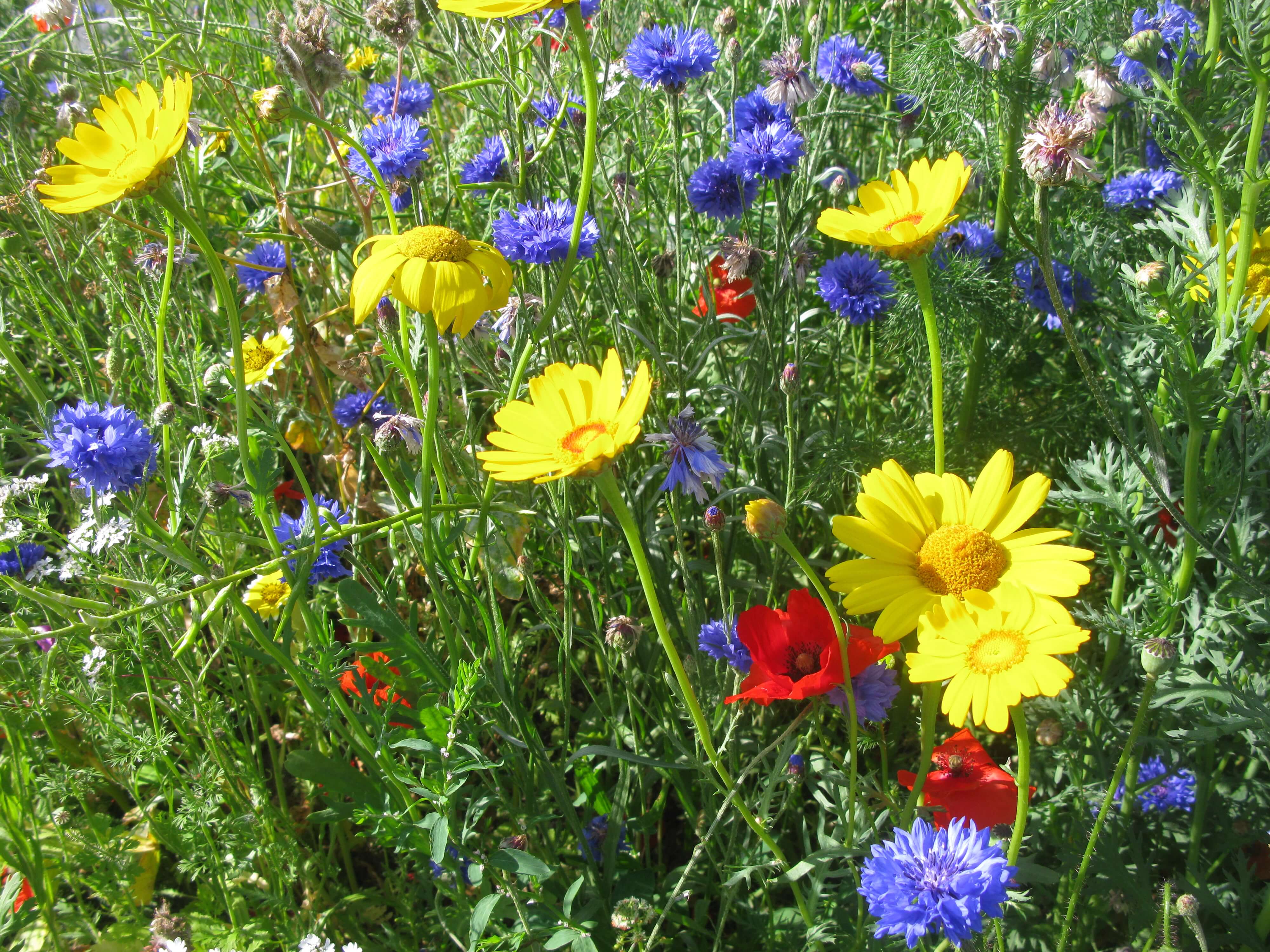 wild flowers, grass